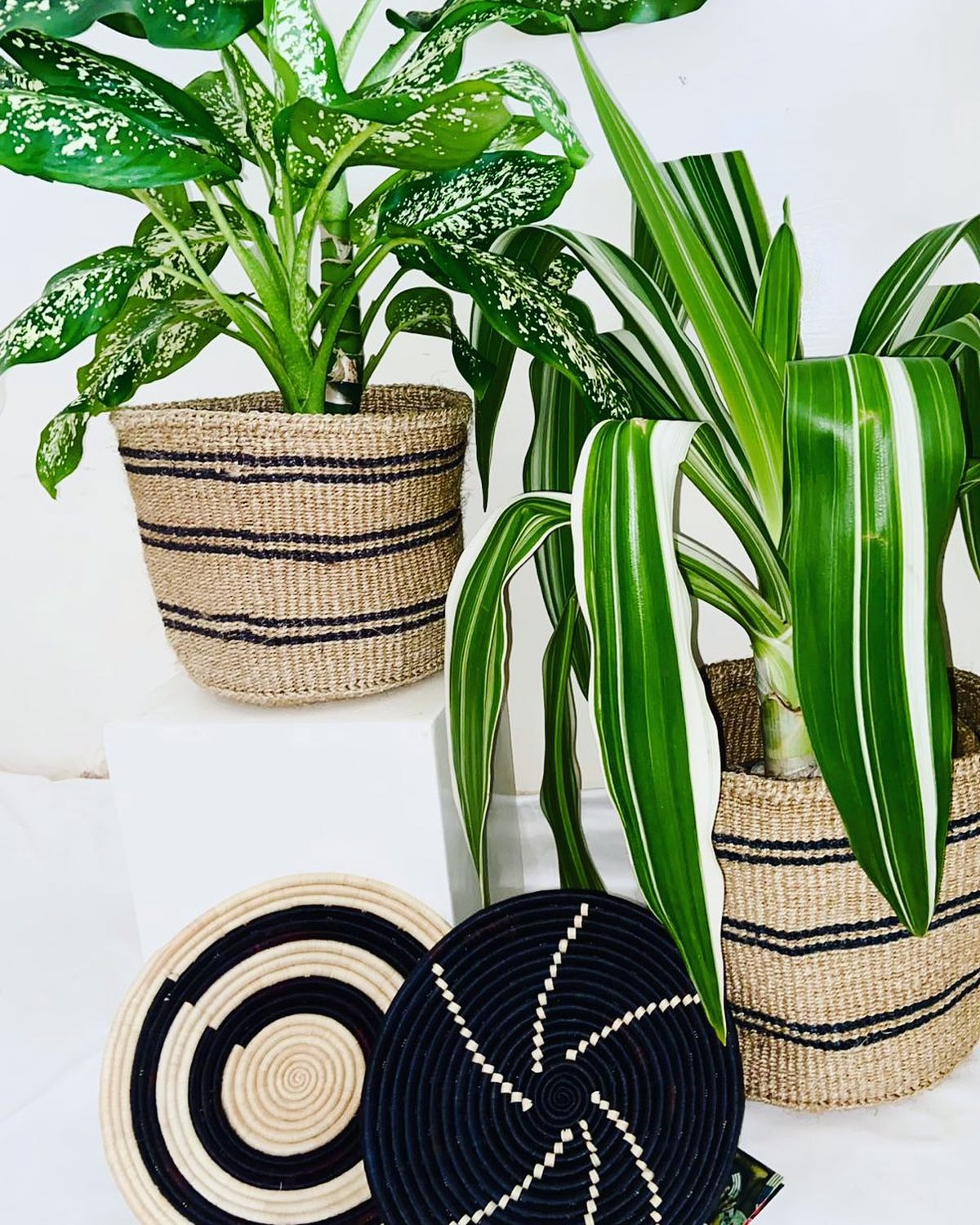 Cache-pots sisal rayés noir & naturel avec plantes tropicales